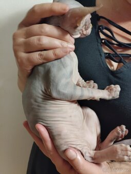 Kanadský sphynx - 5