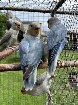 Agapornis růžohrdlý 🦜 - 5