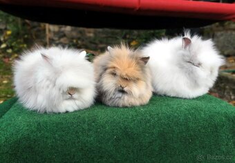 Teddy králíčci nádherná mláďata - 5