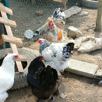 Násadová vejce - 5