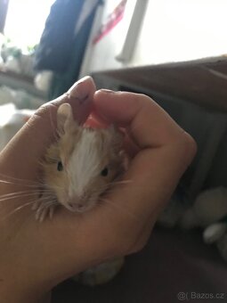 Osmák degu - 5