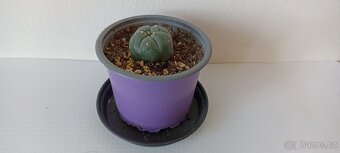 Kaktus Lophophora Williamsii- Peyotl - 5