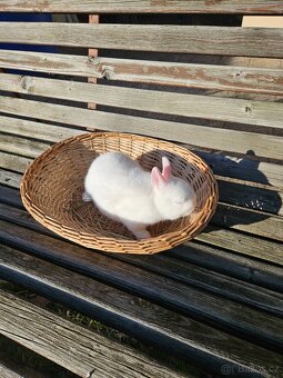 Zakrslý králík - 5