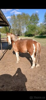 Úžasní poníčci - 5