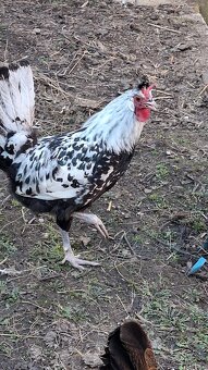 Apencelský chocholáč - 5