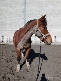 Pony valach 13 let cca 130cm - 5