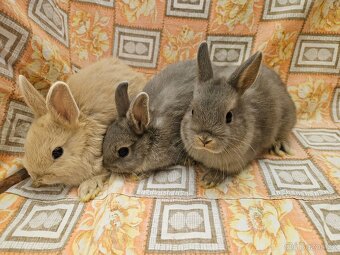 Zakrslý králíček - 5