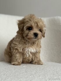 Maltipoo f1 fenka girl - 5