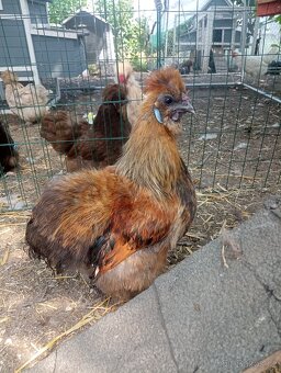 Slepička a kohoutek velké vousaté hedvábničky - 5