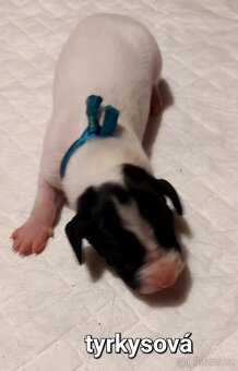 Auvergne Hound - puppies - 5