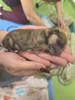 Přijímáme rezervace na štěňata pomeraniana - 5