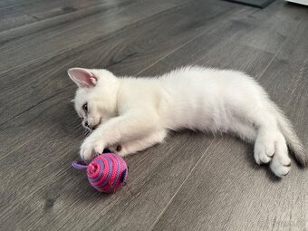 Britská koťátka - 5