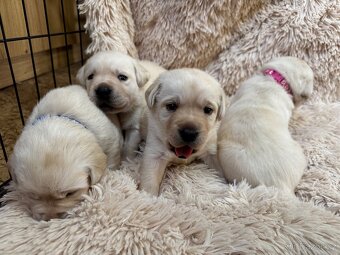 Labradorský retriever s PP - 5