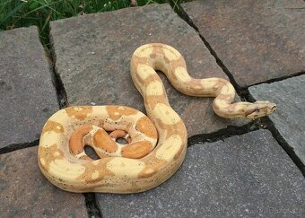 Boa imperator - RLT het VPI Snow, VPI T+ Sunglow Motley - 5