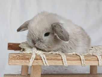 Minilop - zakrslý  králíček, beránek - 5