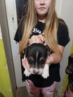 Štěňata Jack rasell - 5