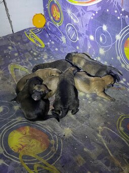 Prodam štěňátka - 5