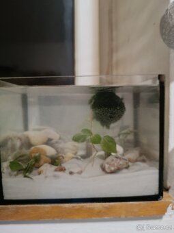 Prodám akvária s rybičkami - 5