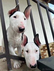 Bullterrier (anglický bullterrier, bullterier, bulterier) - 5