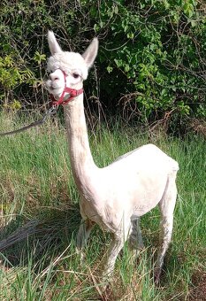 Lama Alpaka - 5