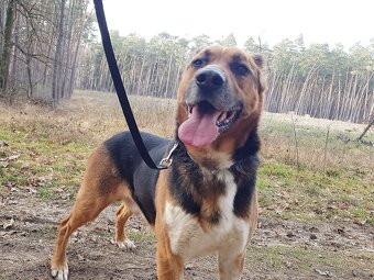 RON K ADOPCI - vděčný mazel, parťák, vhodný k dětem - 5