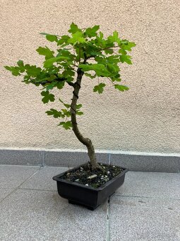 Bonsai, Bonsaj, jamadori, javor babyka - 5