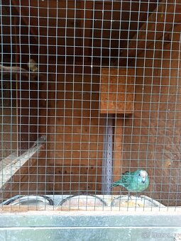 Kakariki chovné páry - 5