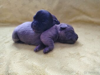 Stafordšírský bulteriér s pp - 5