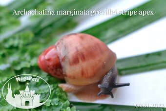 Africký šnek / megapets.eu / Archachatina marginata greville - 5