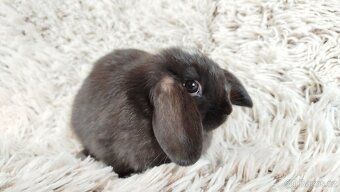 Zakrslý beránek, králíček, králík - ELLA - 5