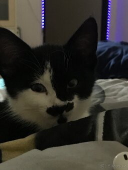 Roztomilý černobílý kocourek hledá nový domov 🐾 - 5