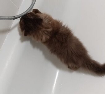 Perská Čokoládové perské kotě / perský kocourek - 5