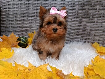 Jorkšírský teriér s PP - 5