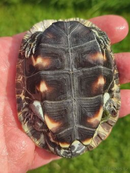 ŽELVA TMAVOBŘICHÁ (Mauremys rivulata) - 5