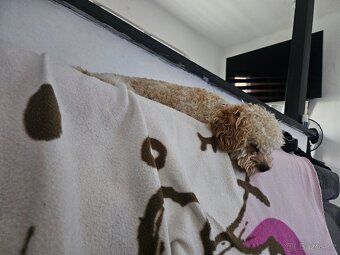 Nabizim ke kryti maltipoo bez pp - 5