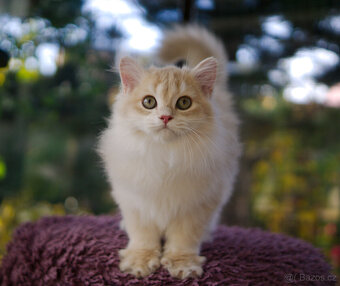 Britská koťátka  v exkluzivních barvách - 5