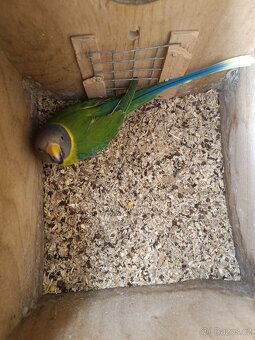 Alexandr rudohlavý - 5