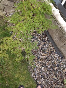 Japonský javor zeleny - 5