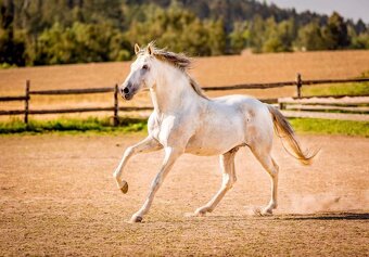 Na prodej španělský PRE hřebec - 5