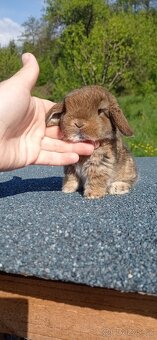 Zakrslý králíček Miniature Lop - 5