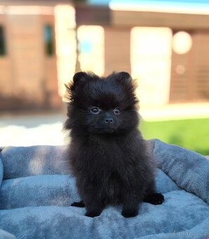 Pomeranian s PP - 5