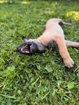 Belgický ovčák Malinois s PP - 5