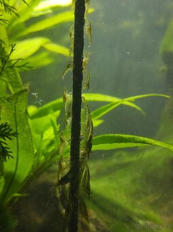 Sladkovodní krevetky Neocaridina - 5