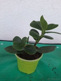 Zakořeněné sukulenty - 5