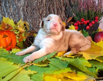 Australský ovčák s PP - 5