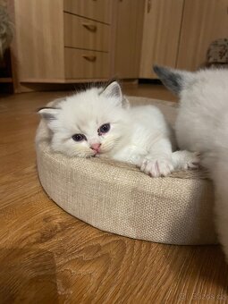 Ragdoll koťata s PP - 5