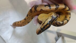 Krajta královská mláďata ze spojení Spotnose pastel clown - 5