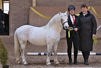 Welsh mountain pony, sekce A - 5