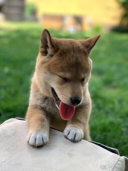 Shiba inu - 5