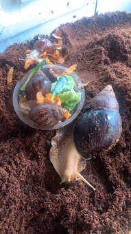 Africky Snek - Lissachatina Immaculata - 5